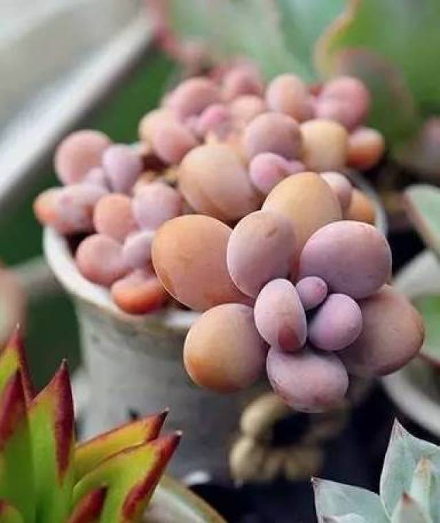 广受欢迎的桃蛋如何养的又粉嫩又胖?最紧要的