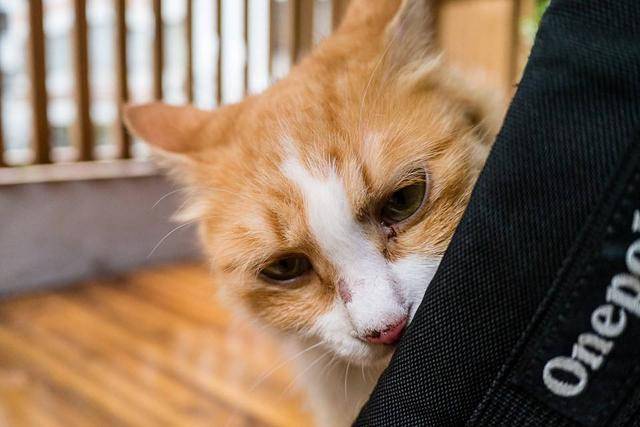 主人应合理运用猫咪信息素,帮助幼猫适应新家