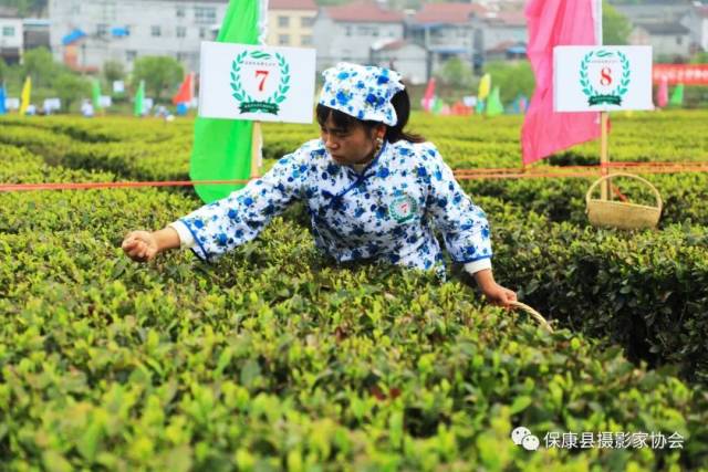 "茶乡店垭 醉美格兰"保康店垭第三届茶文化旅游节精彩开幕