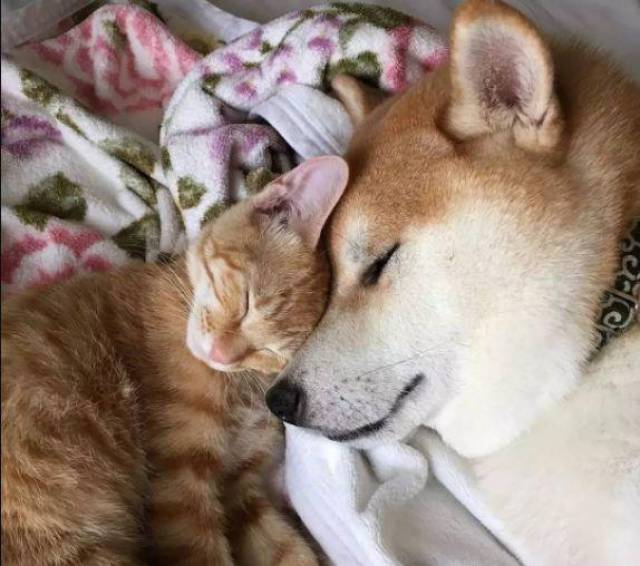 主人应合理运用猫咪信息素,帮助幼猫适应新家