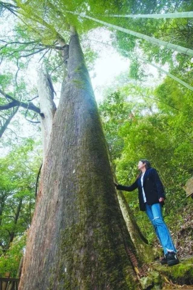 王"栈道入园,领略原始森林谧境梅花山自然保护区有很多宝贝,光在中国