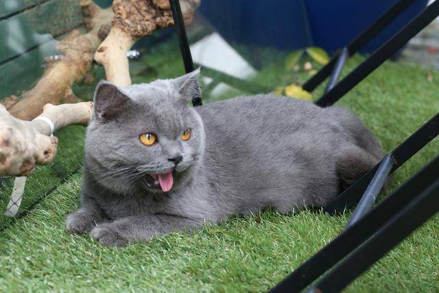 主人应合理运用猫咪信息素,帮助幼猫适应新家