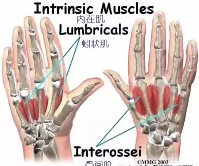 图文并茂 | 详细的手部解剖