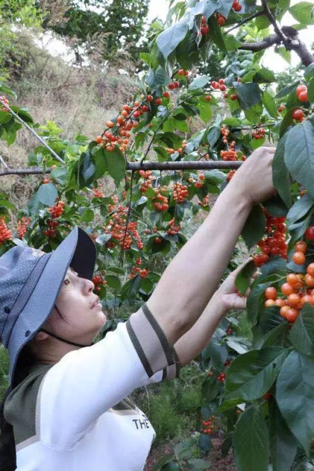 樱桃红了,4月19日我在鲁甸小寨等你呢哈