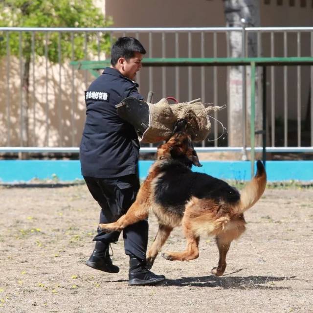 ① 凶猛的德国牧羊犬进行撕咬训练