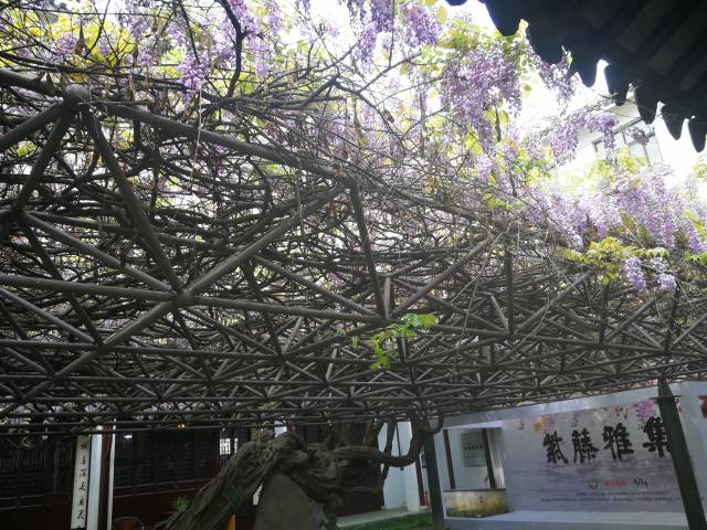 阳春合韵 云木流芳 苏州一中"紫藤雅集"盛会如约而至