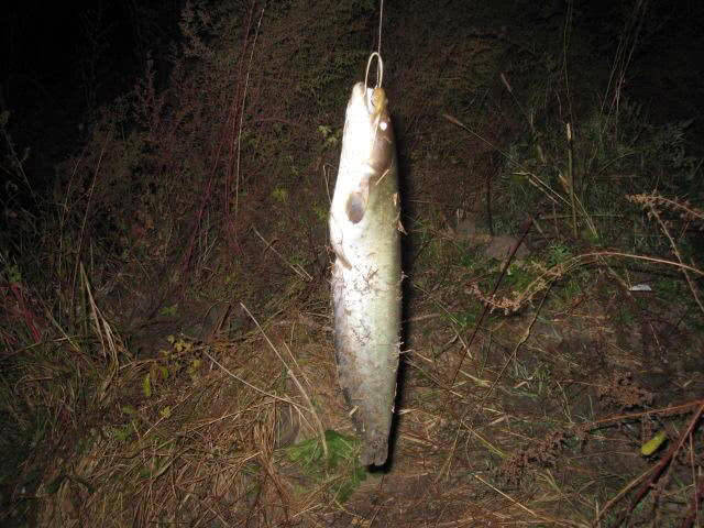 夜晚我用猪肝钓了十多条土鲶鱼,本地野生的至少卖30元