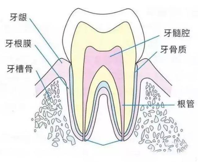 (4)牙髓(软组织) 在牙齿的中心,由神经和血管组成的部分.