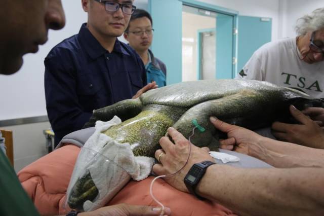 中国最后雌斑鳖死亡,50年前还挺多!疑似有幸存鳖出没红河流域
