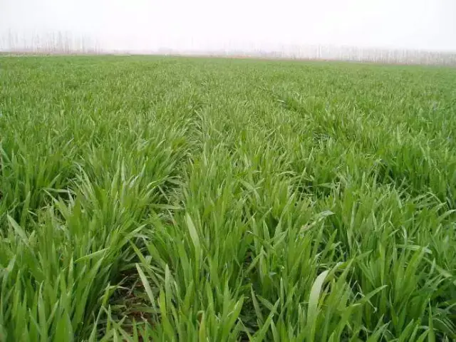 小麦拔节至孕穗期管理技术(非常重要,建议收藏!