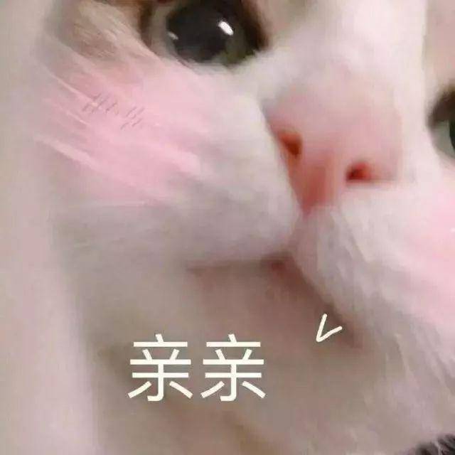 卖萌表情包:电死你个小可爱