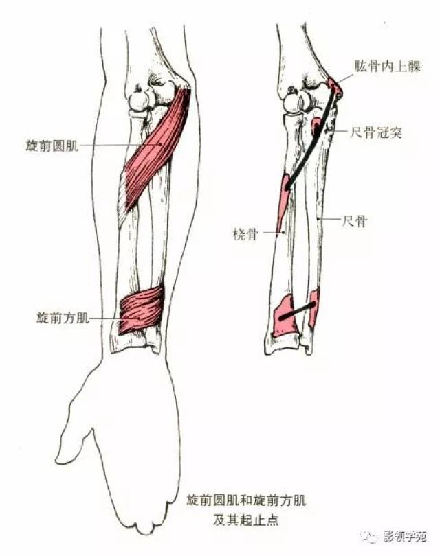 最全的肌肉起,止点 图解