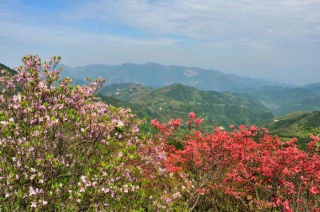 【徒步赏花】4/21周末相约徒步磐安高姥山杜鹃谷 榉溪古村