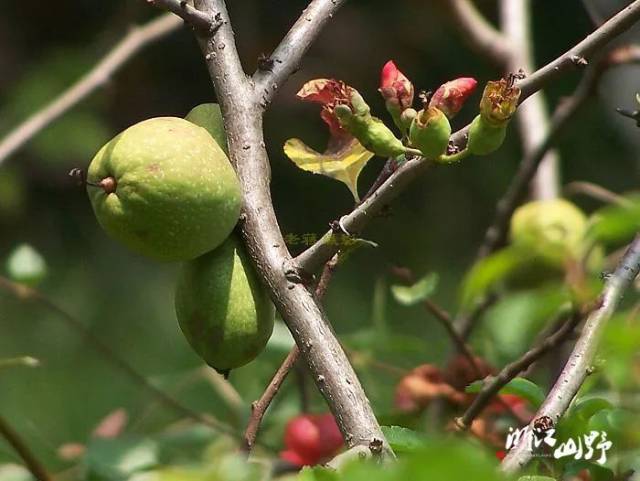 皱皮木瓜 chaenomeles speciosa