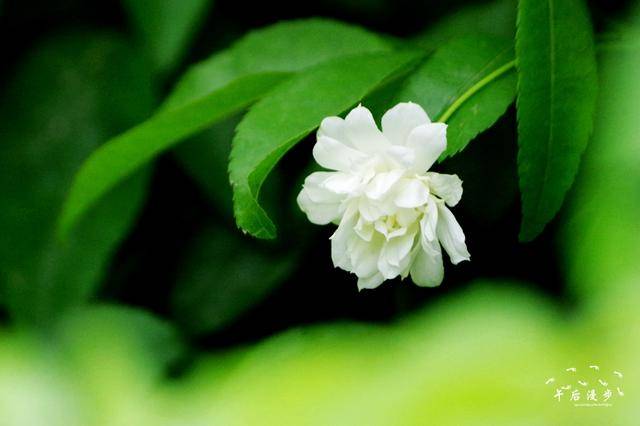 又到木香花开时 白色花如雪,黄色花似锦