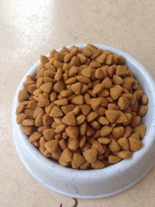 狗狗吃洋葱后流出一滩血尿!宠物医生这样讲