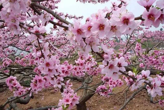 位于郧阳区柳陂镇西南端,紧邻十堰城区,桃花盛开的季节,空气中都弥漫