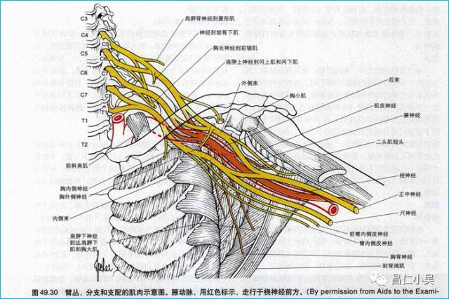 臂丛在锁骨下动脉的上方自斜角肌间隙(在前,中斜角肌与第一肋之间)