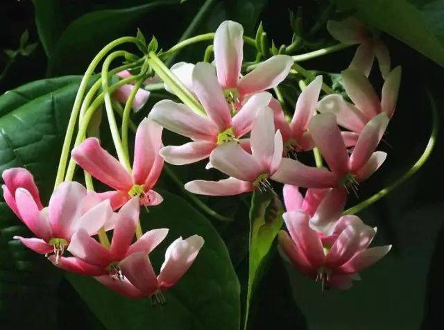 使君子花