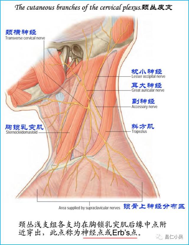 除胸神经前支较细,呈明显的节段性分布外,颈,腰,骶,尾神经前支均在