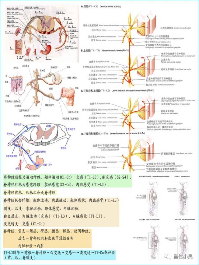 2, 脊神经脊膜支(又称脊膜返神经或窦椎神经):含交感纤维和感觉纤维.