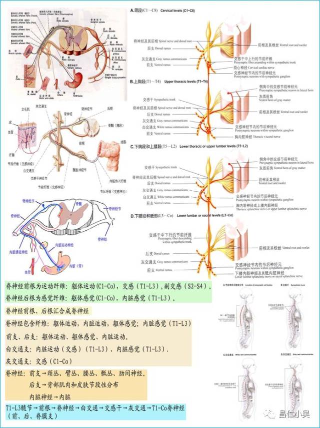 神经解剖学习笔记:脊髓和及神经解剖