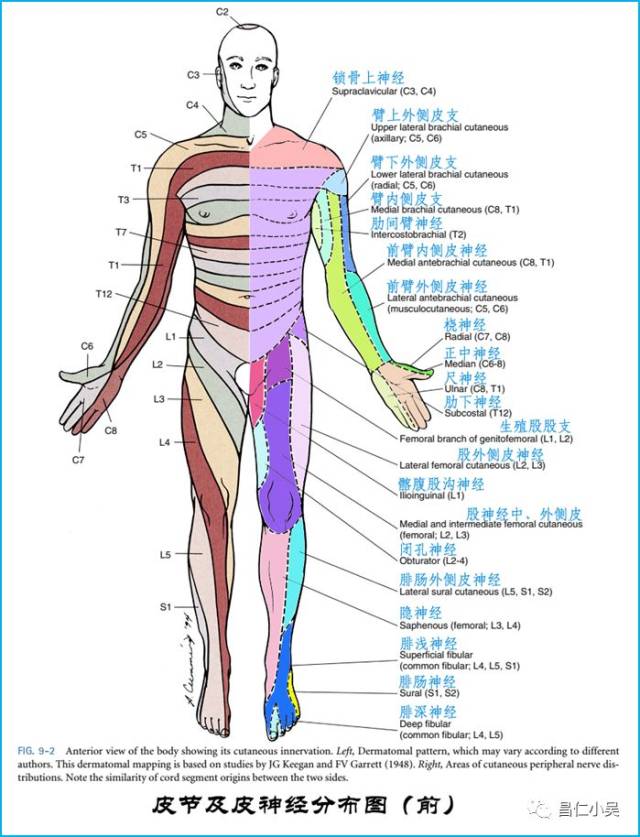 神经解剖学习笔记:脊髓和及神经解剖