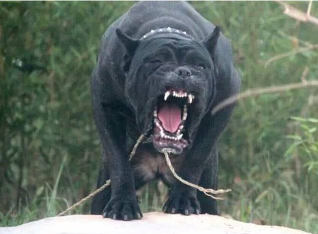 世界第一"凶猛"的狗,一旦咬住目标绝不松口,除非它被击毙!