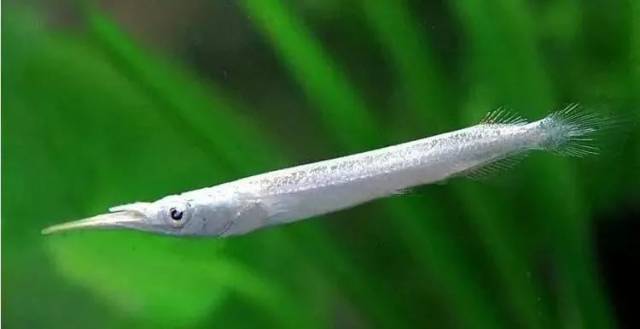 每天认识一种鱼(569)丨白金水针:长得像个棒槌!
