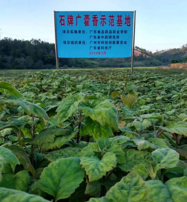 【广藿香(石牌广藿香)】广藿香酮含量高,品种佳