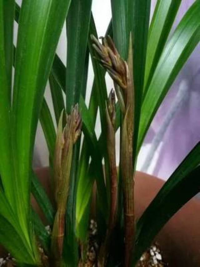 盆栽兰花科学施肥兰花长得又快又状图片