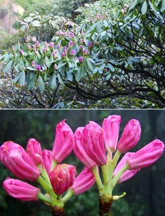 三清山杜鹃花开在即,四海八荒她最女神