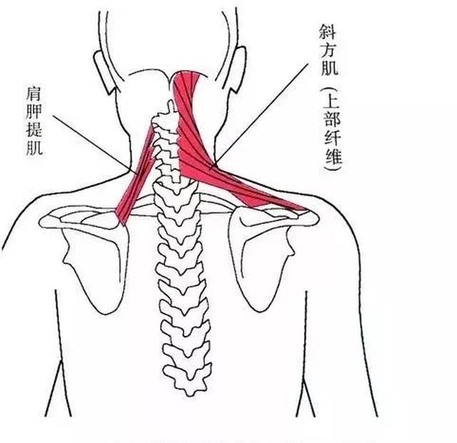 9, 肩关节下降