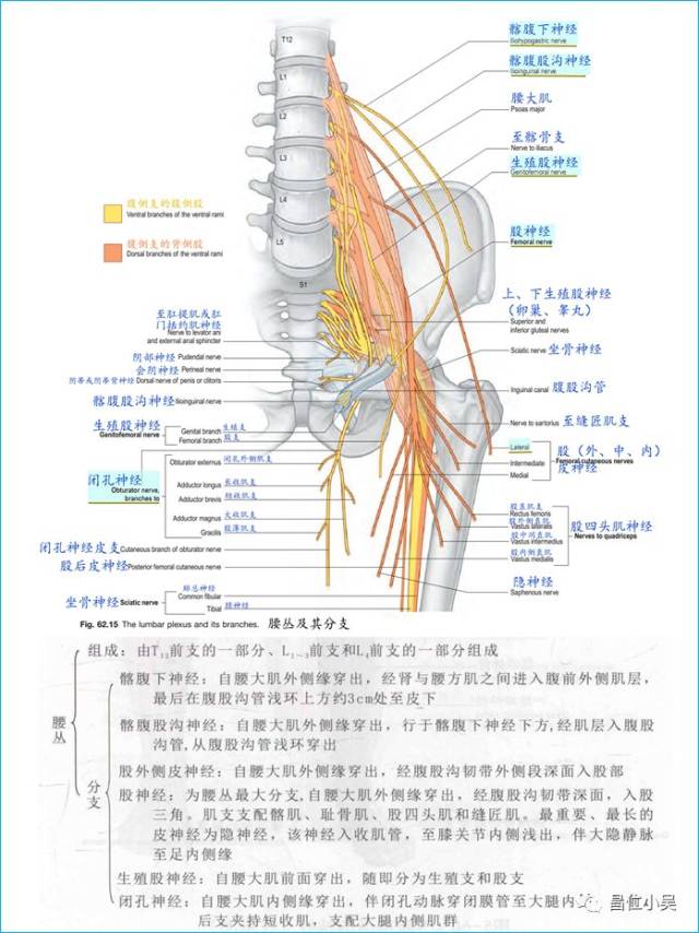 腰丛分支: 髂腹下神经(t12,l1):运动(腹内斜肌,腹横肌和联合腱);感觉