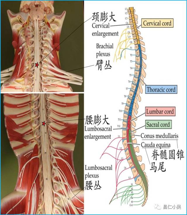 2.2 ,脊髓的被膜: 软脊膜:脊髓末端延续为终丝.