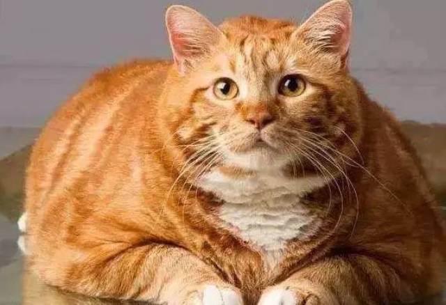 东北虎胖成一个球,网友笑称:简直是橘猫的既视感!