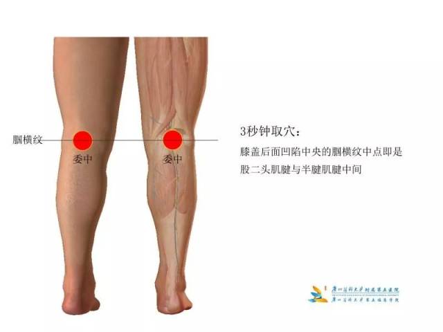 点按腰痛点,委中穴2-5分钟可舒筋止痛,适当配合腰部活动效果更佳.