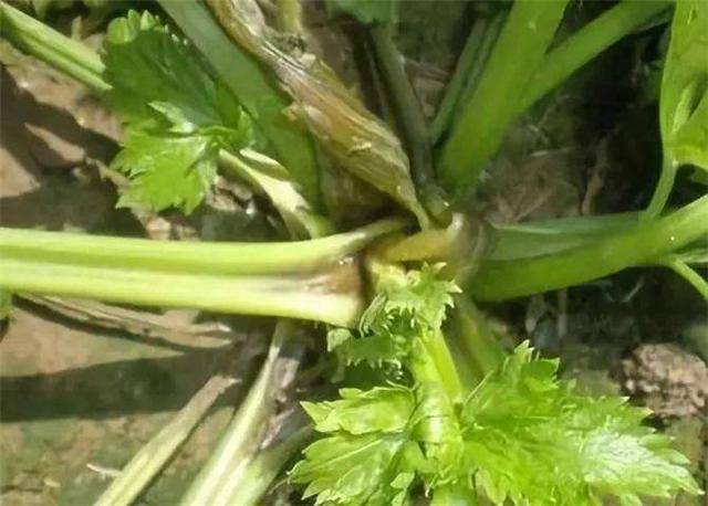 图九同一基地,未用碳氢核肥的芹菜(上)收获前发生菌核病而减产,使用