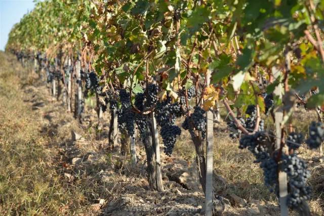 OIV发布全球葡萄酒产业报告,2018产量创近15