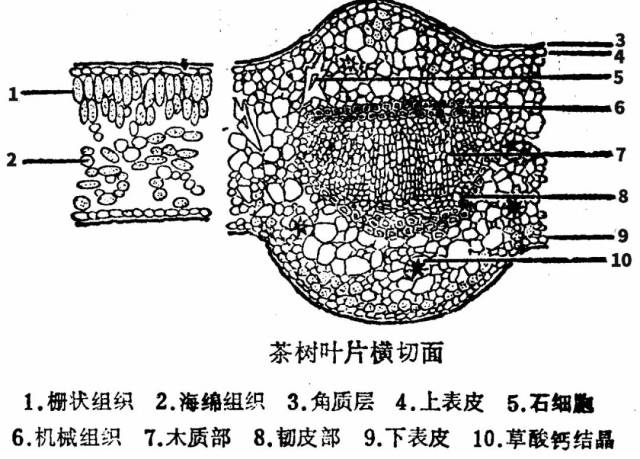 1 茶树品种 不同茶树品种,成熟叶片厚度,细胞形成等不尽相同,进而