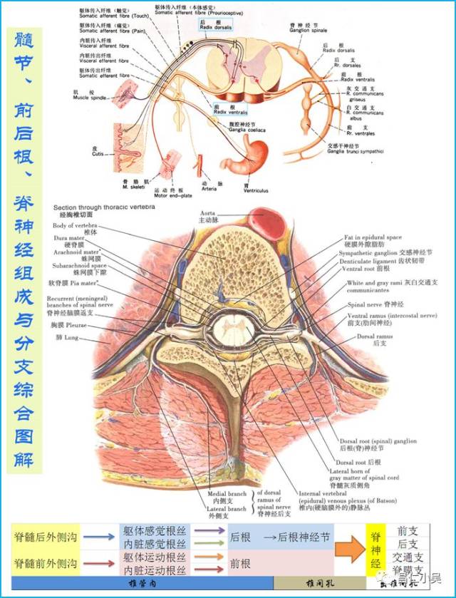 神经解剖学习笔记:脊髓和及神经解剖