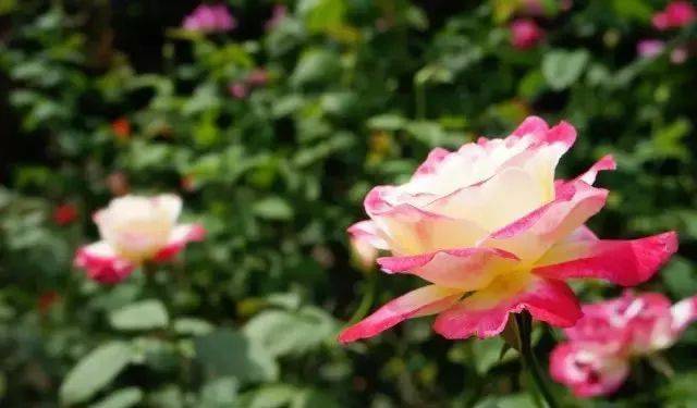 优点:花朵大,花瓣数多,花型优美. 缺点:花瓣薄,枝条短细.