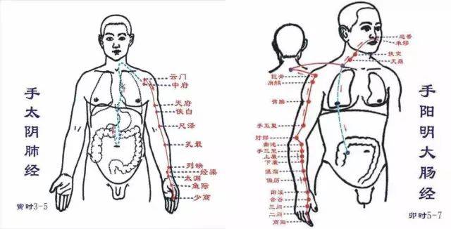 【中医】你日用而不知的经络循行图——子午流注
