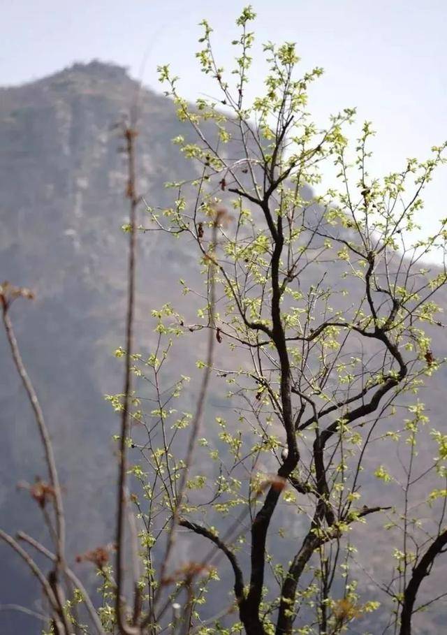 圣水峪山上的香椿树 已经挂满枝芽