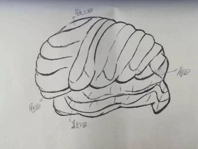 肾脏——人体垃圾的中转站,而且它还位于人体内的"抢手区",左肾周围