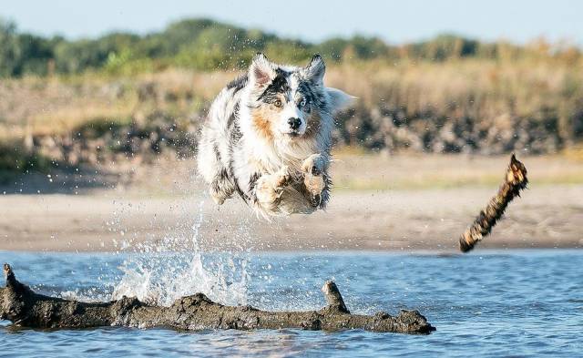 从法斗被淹死说起,狗狗到底会游泳吗?