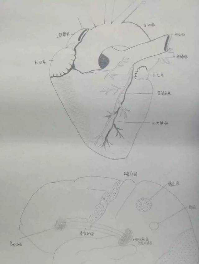 肾脏——人体垃圾的中转站,而且它还位于人体内的"抢手区",左肾周围