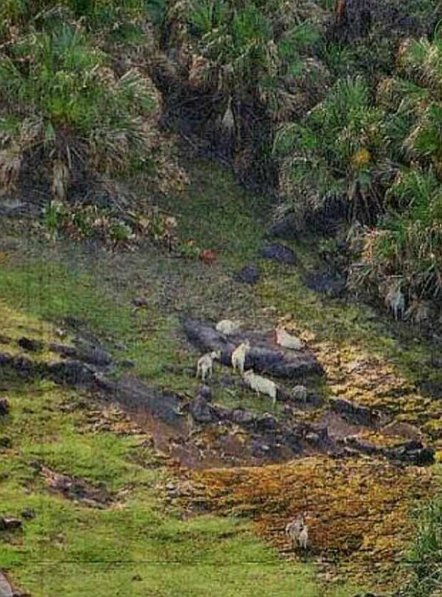 最近钓鱼岛上居住人口_钓鱼岛在地图上的位置