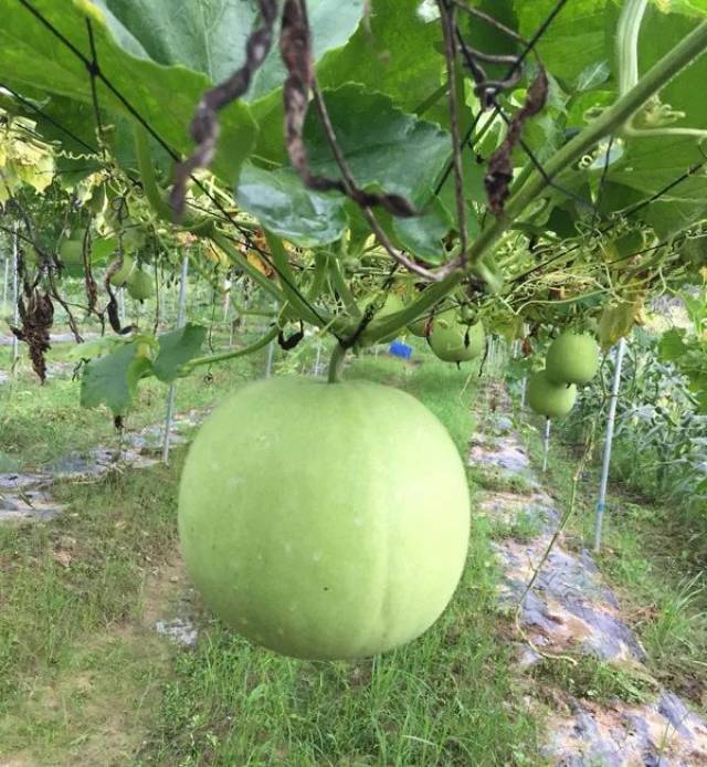 这种能长在树上的冬瓜竟有香芋味!不怕摔,耐储运,亩均