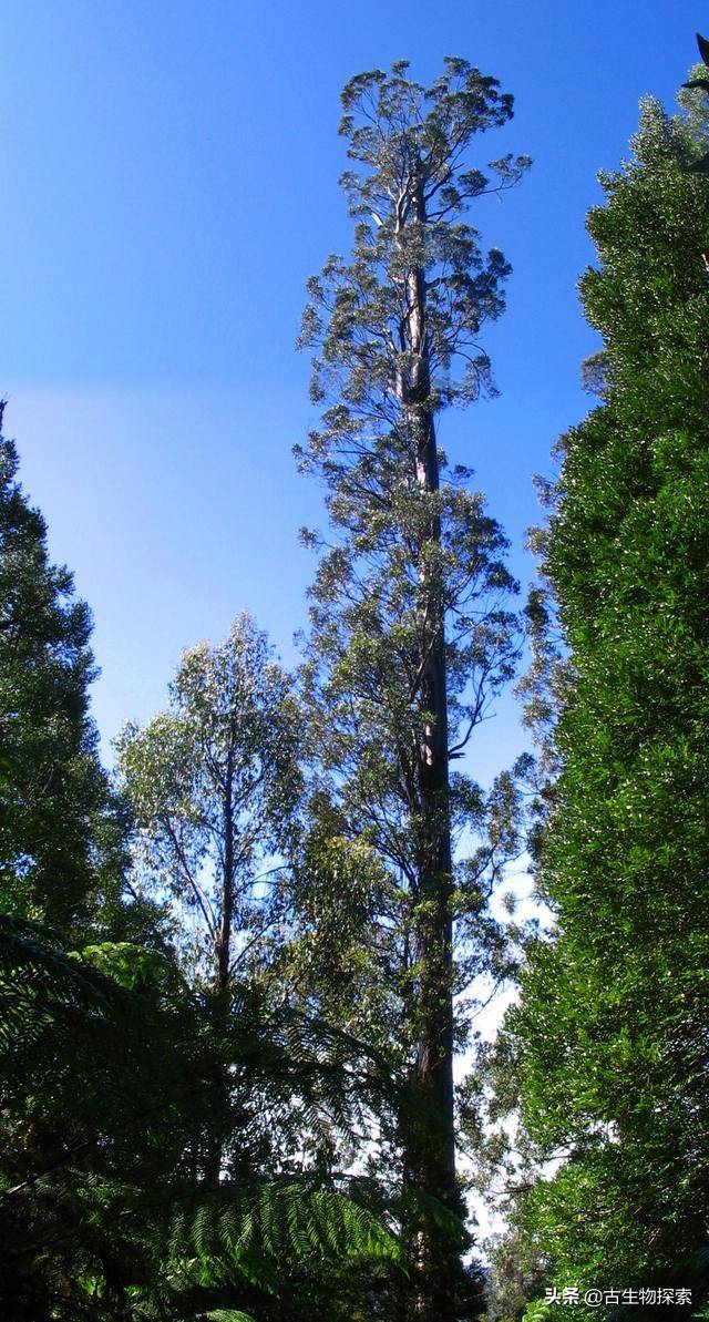 图注:今天最高的杏仁桉,高度100.5米,图片来自网络